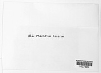 Phacidium lacerum image